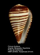 Conus chytreus (2)